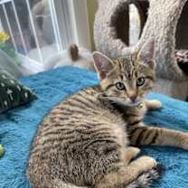 Thumbnail photo of Indra #4