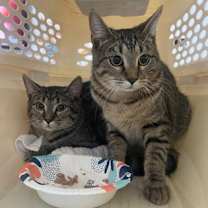 Thumbnail photo of Sushi #2