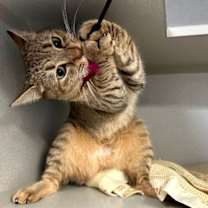 Thumbnail photo of Kiwi #1