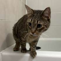 Thumbnail photo of Kiwi #2