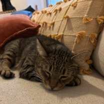 Thumbnail photo of Kiwi #3