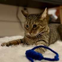 Thumbnail photo of Kiwi #4