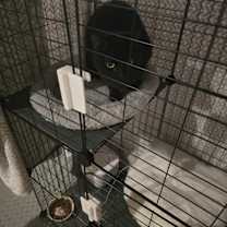 Thumbnail photo of Aries #1