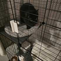 Thumbnail photo of Aries #2