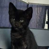 Thumbnail photo of Murdock #3