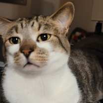 Thumbnail photo of Stripey #2