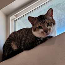 Thumbnail photo of Stripey #3