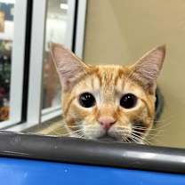 Thumbnail photo of Jagger #3