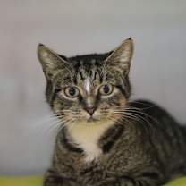 Thumbnail photo of Lucy #2