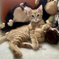 Thumbnail photo of Oscar #1