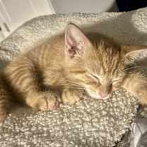 Thumbnail photo of Oscar #2