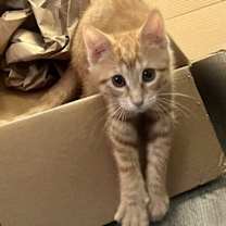 Thumbnail photo of Oscar #3