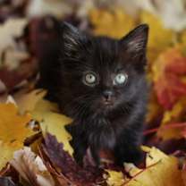 Thumbnail photo of Rory #1