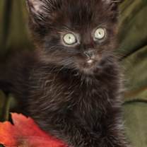 Thumbnail photo of Rory #2