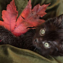 Thumbnail photo of Rory #3