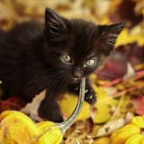 Thumbnail photo of Rory #4