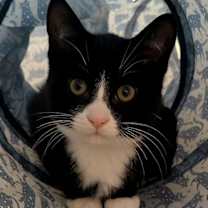 Thumbnail photo of Ozzy #4