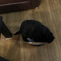 Thumbnail photo of Woody #2