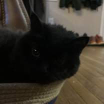 Thumbnail photo of Woody #3