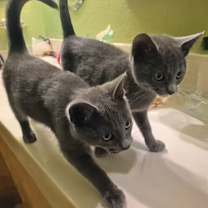 Thumbnail photo of Ember #1