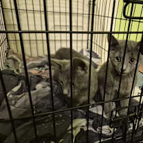 Thumbnail photo of Ember #2