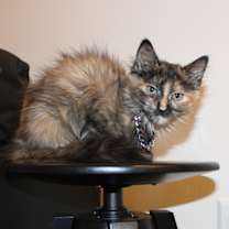 Thumbnail photo of Suki #2