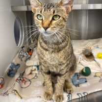 Thumbnail photo of Squirrel #1