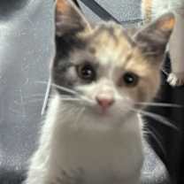 Thumbnail photo of Copperfield #2