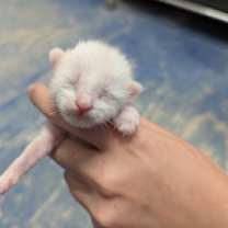 Thumbnail photo of HalfNHalf #2