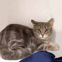 Thumbnail photo of MoonKnight #1