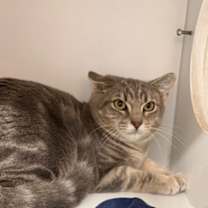 Thumbnail photo of MoonKnight #2