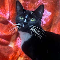 Thumbnail photo of Momma Socks #1