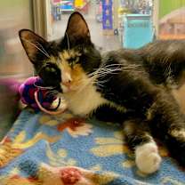 Thumbnail photo of Tygra #2