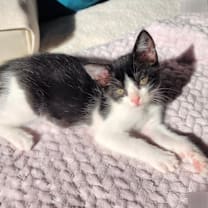 Thumbnail photo of Spaghetti   #1