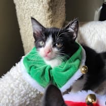 Thumbnail photo of Spaghetti   #3