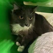 Thumbnail photo of COBWEB #2