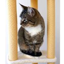 Thumbnail photo of Rufus  #3