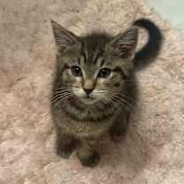 Thumbnail photo of Lasagna #1