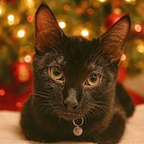 Thumbnail photo of Vader #1