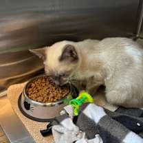 Thumbnail photo of Lt Dan #3