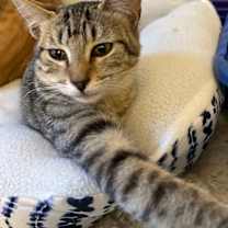 Thumbnail photo of Lucy Liu #1