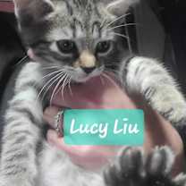 Thumbnail photo of Lucy Liu #2