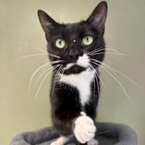 Thumbnail photo of Banshee #1