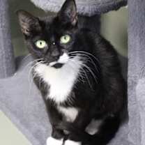 Thumbnail photo of Banshee #2