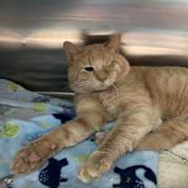 Thumbnail photo of Malacai #2