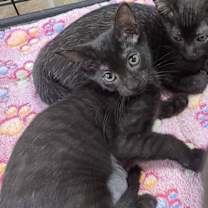 Thumbnail photo of Minnie the Gorgeous Smoke Tabby #3