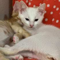 Thumbnail photo of Bee #1