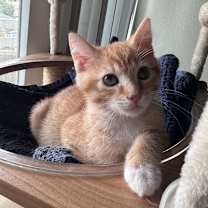 Thumbnail photo of Rollie Pollie #1