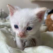 Thumbnail photo of Bee #2