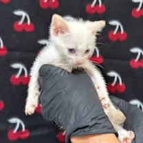 Thumbnail photo of Bee #3